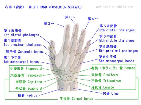 手 骨|手の骨・筋肉・腱の名称｜高津整体